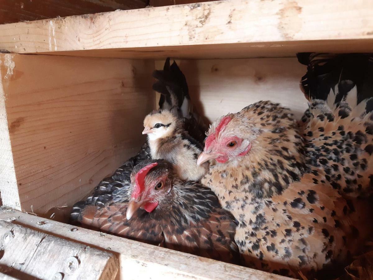 Vorderponholz Ferienwohnungen Ramsau bei Berchtesgaden Extérieur photo